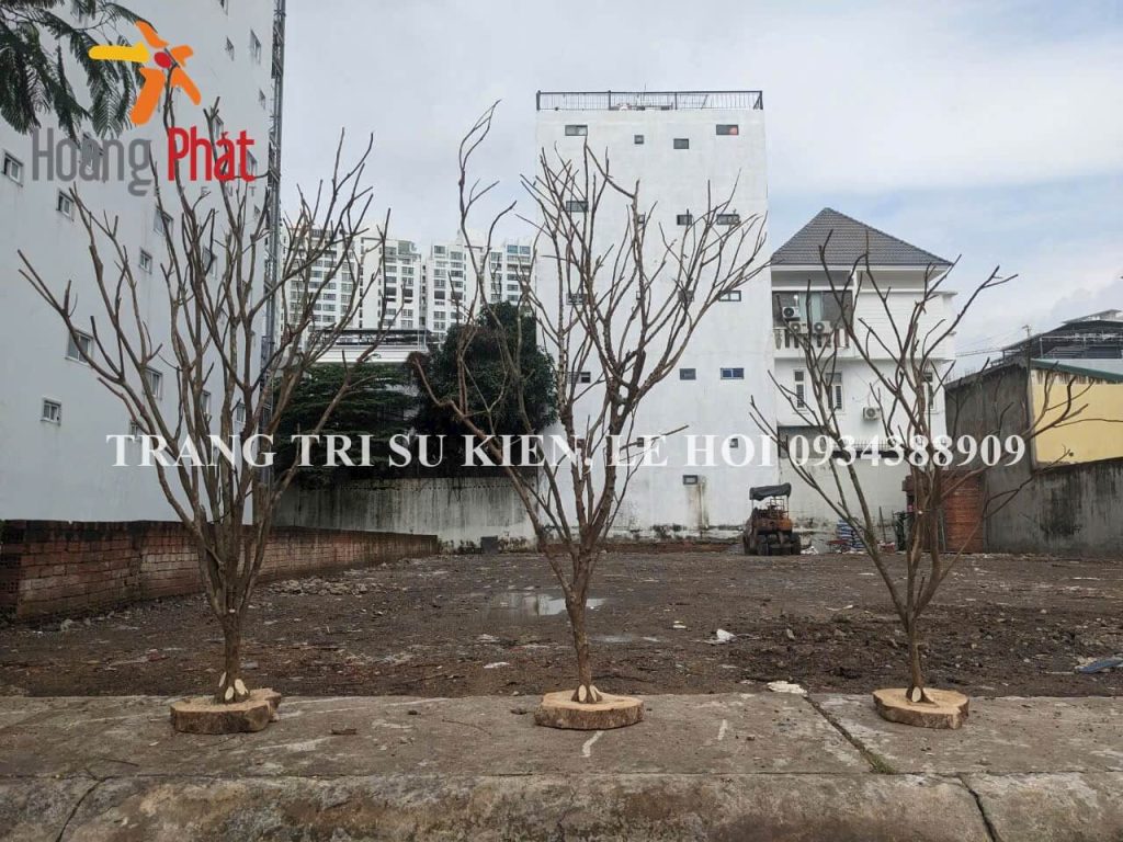 mua cây khô trang trí