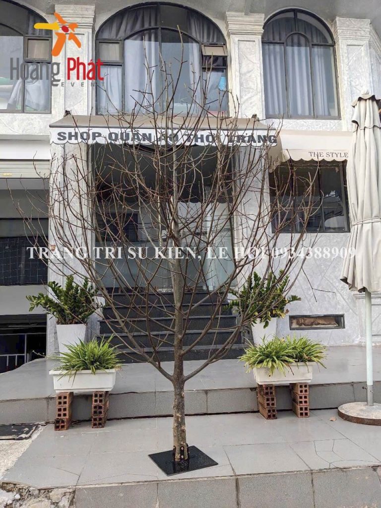 mua cây khô trang trí