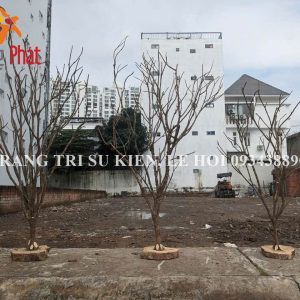 mua cây khô trang trí